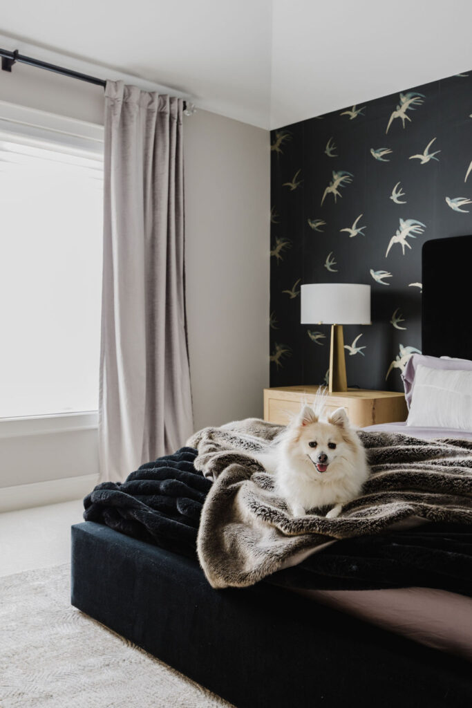 Cozy bedroom in Minneapolis-St. Paul featuring bird wallpaper, a velvet bed, a faux fur throw, and a small white Pomeranian dog lounging on the bed in a pile of cozy blankets.